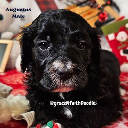 Augustus - Silver male Goldendoodle puppy in Peytno, Colorado from Grace N Faith Doodles