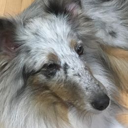 Shetland Sheepdogs from Sheltie Puppies