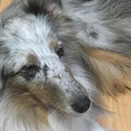 Shetland Sheepdogs from Sheltie Puppies