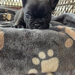 Goose - Brindle male French Bulldog puppy in Newalla, Oklahoma from Fuzzy Angels