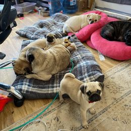 Pug Puppies from House of Briggs Pugs