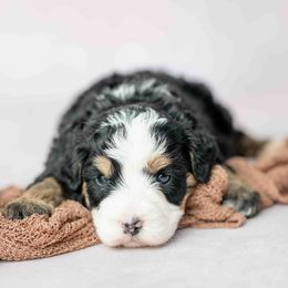 Boy 1 - Tri-color male Bernedoodle puppy in Lititz, Pennsylvania from Sleepy Hollow Acres