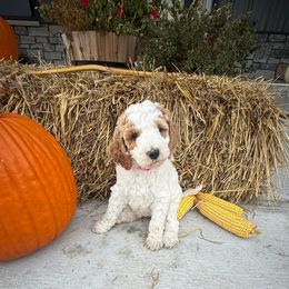 Pink - Parti female Poodle puppy in Tecumseh, Nebraska from Double Down Doodles & Poodles