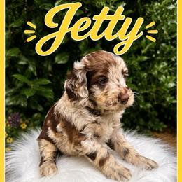 Jetty - Merle male Goldendoodle puppy in Charlotte, North Carolina from Hopeful Heart Doodles
