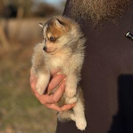 Tinkerbelle teacup toy Pomsky - Wolf sable female Pomsky puppy in Perkins, Oklahoma from A-Dream Pomsky Kennel
