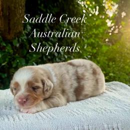 Boy 2 - Red merle male Australian Shepherd puppy in Mount Sterling, Kentucky from Saddle Creek Australian Shepherds