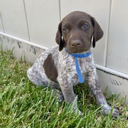 German Shorthaired Pointer Puppies from Silver Mountain Pointers