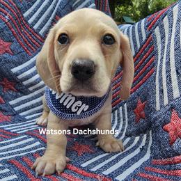 Dachshund Puppies from Holly Watson