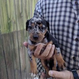 Catahoula Leopard Dog Puppies from Magnolia Farms Kennel