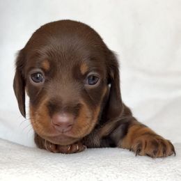 Dachshund puppies from Weenie Bros