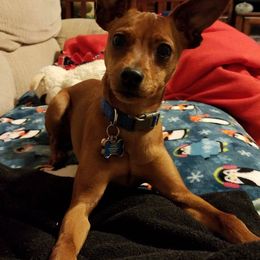 Miniature Pinscher Puppies from Snomoon Miniature Pinschers