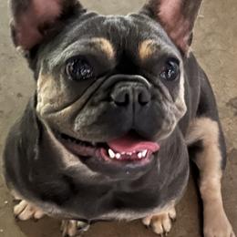 Nicki - French Bulldog