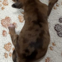 Kairi - Dapple female Dachshund puppy in Martinsville, Indiana from Witchy Woman’s Wiener’s