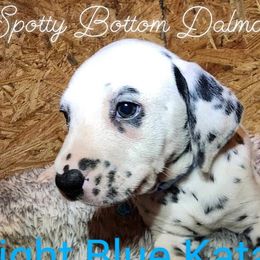 Girl Katara Light Blue - White and black Dalmatian puppy in Thayer, Missouri from Spotty Bottom Dalmatians
