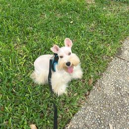 Draco Price 4000 - Wheaten male Miniature Schnauzer puppy in San Antonio, Texas from Texas Blessed Schnauzers