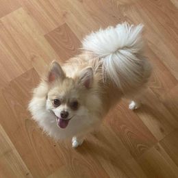 Gizmo - Pomeranian