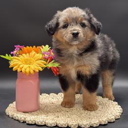 Nina - Blue merle female Miniature Australian Shepherd puppy in Covington, Pennsylvania from Rigas Mini Aussies LLC
