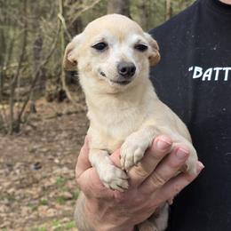Lexi - Chihuahua