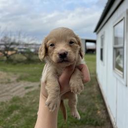 Cheddar - Cream male Dachshund puppy in Nashville, Arkansas from Cuddles n Curls