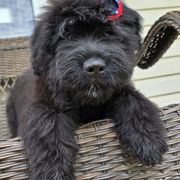 AKC Raven - Black Bouvier des Flandres puppy in Marionville, Missouri from Sandbox Puppies