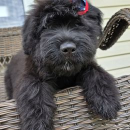 AKC Raven - Black Bouvier des Flandres puppy in Marionville, Missouri from Sandbox Puppies