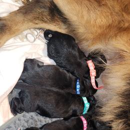 Teal - Black male German Shepherd puppy in White Cloud, Michigan from Von WestLynn German Shepherds