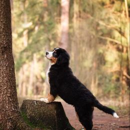 Bernese Mountain Dog Puppies from Joan Rogers