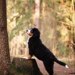 Bernese Mountain Dog Puppies from Joan Rogers