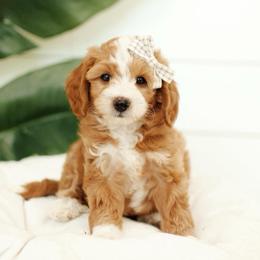 Ranger - Red  male Goldendoodle puppy in Rio Linda, California from GoldendoodlePaw