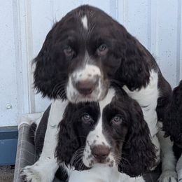 English Cocker Spaniels and English Springer Spaniels from Shogun Spaniels