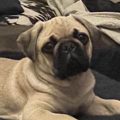 Pug All Grown Up from Pug Puppers