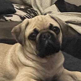 Pug All Grown Up from Pug Puppers