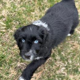 Ruby - Black and white female Aussiedoodle puppy in Columbia Falls, Montana from Firefly Aussies & Aussiedoodles