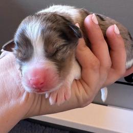 Girl 2 - Blue merle female Australian Shepherd puppy in San Tan Valley, Arizona from SJR AUSSIES
