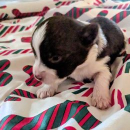 Chocolate parti Boy 1 - Parti male Yorkshire Terrier puppy in Odenville, Alabama from Yorkie Prints