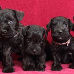 Miniature Schnauzers from Lit Happy Schnauzers