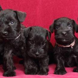Miniature Schnauzers from Lit Happy Schnauzers