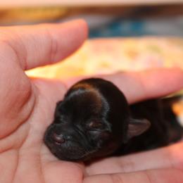 Yorkshire Terrier Puppies from Alina's Royal Yorkies
