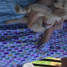 Goldendoodle Puppies from Knoxville Goldendoodles