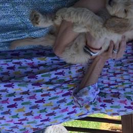 Goldendoodle Puppies from Knoxville Goldendoodles