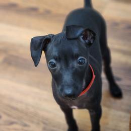 Black Boy - Black male Italian Greyhound puppy in Snohomish, Washington from Divine Italian Greyhounds