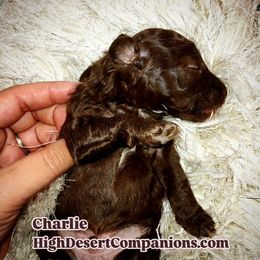 Aussiedoodle, Poodle, and Toy Australian Shepherd Puppies from High Desert Companions