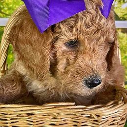 Cavapoo, Goldendoodle, and Labradoodle Puppies from Windy Hill Doodles
