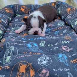 Girl 3) Nyx - Seal and white female Boston Terrier puppy in Mesa, Arizona from Lehi Valley Boston Terriers
