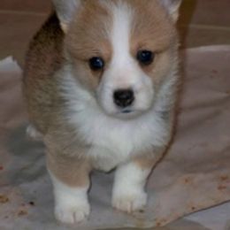 Pembroke Welsh Corgi Puppies from Nistler's Farm Corgis