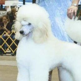 Jewel - Standard Poodle