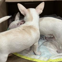 Cotton - Cream male Chihuahua puppy in Cabool, Missouri from McQueen’s Chi”s