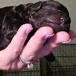Aurora - Black and white female Aussiedoodle puppy in Windom, Texas from Wild Farm Puppies