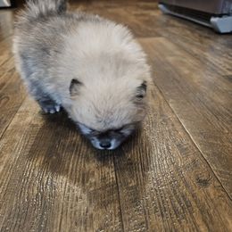 Fred - Cream sable male Pomeranian puppy in Austin, Texas from Heart Of Texas Pom's