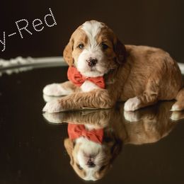 Goldendoodle Puppies from FrillyPaws Doodles